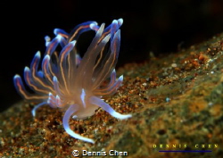 Phyllodesmium opalescens is a species of small sea slug, ... by Dennis Chen 